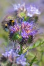 Close-up of lacy tanacetifolia with bumble bee